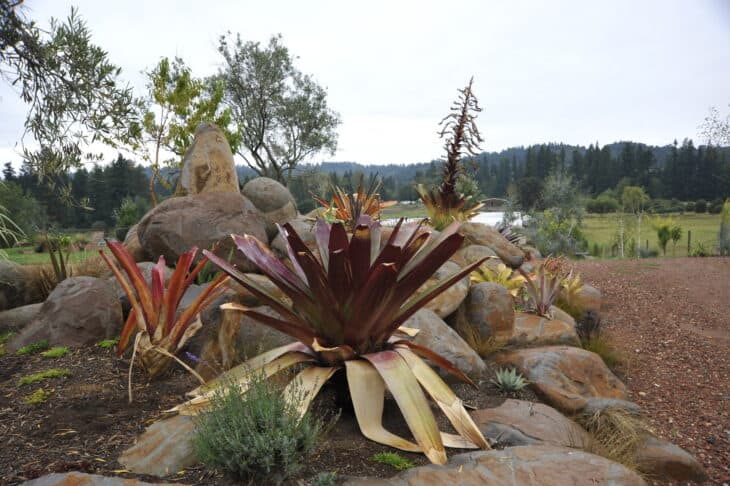 Bromeliad (Alcantarea imperialis)