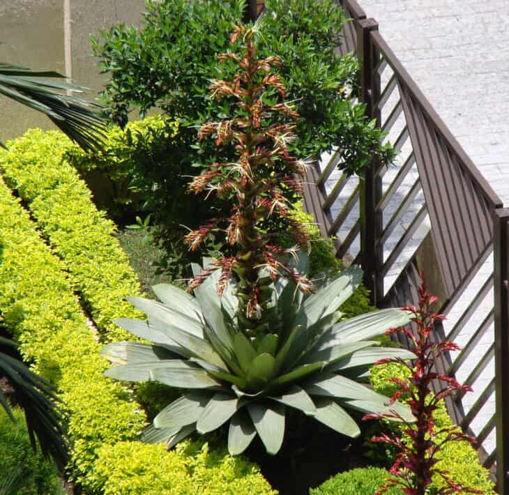 Bromeliad (Alcantarea imperialis)