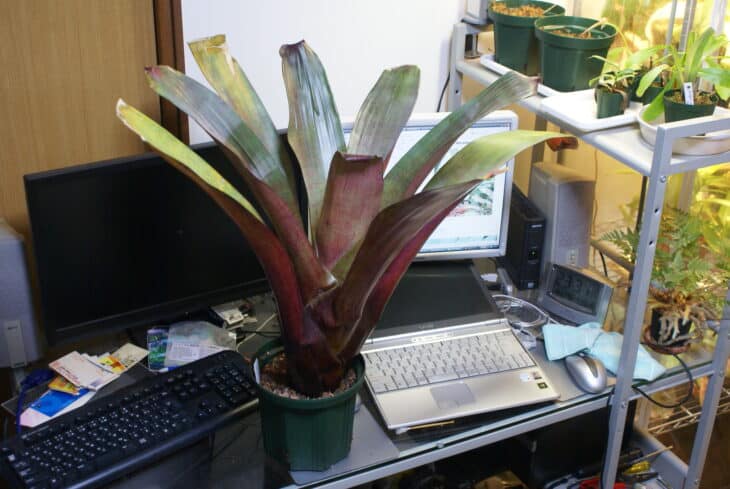 Bromeliad (Alcantarea imperialis)