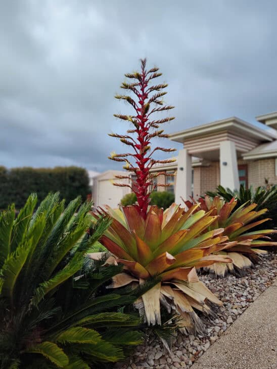 Bromeliad (Alcantarea imperialis)