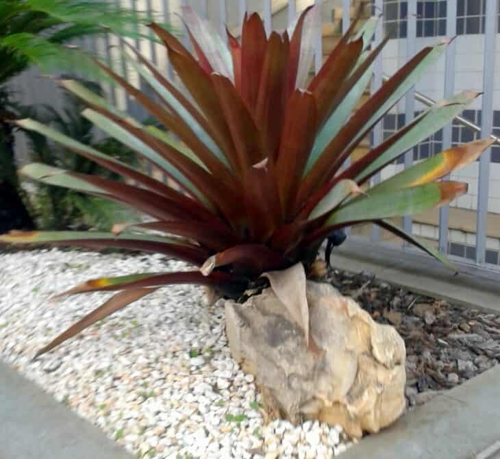 Bromeliad (Alcantarea imperialis)