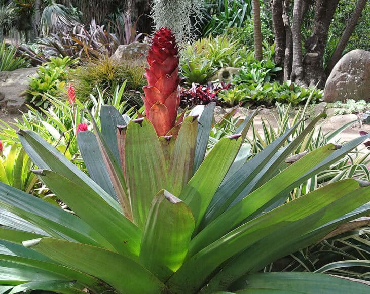 Bromeliad (Alcantarea imperialis)