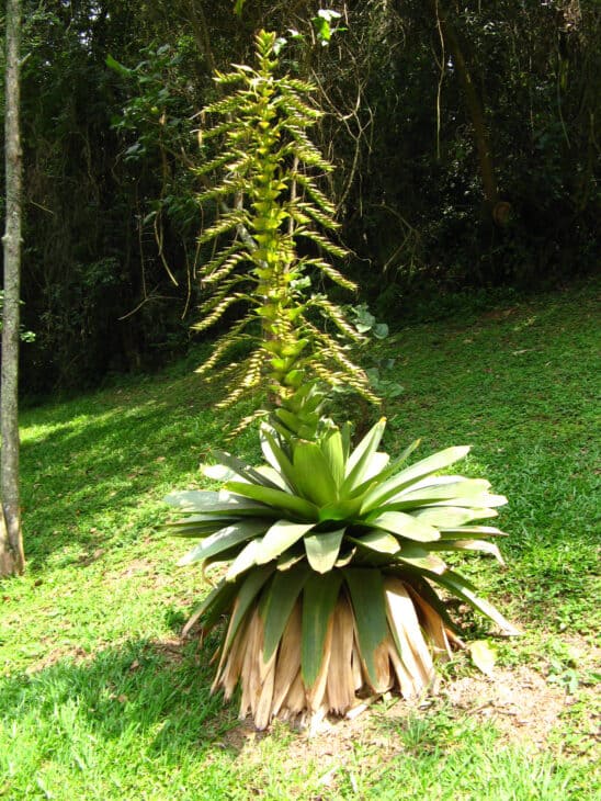 Bromeliad (Alcantarea imperialis)