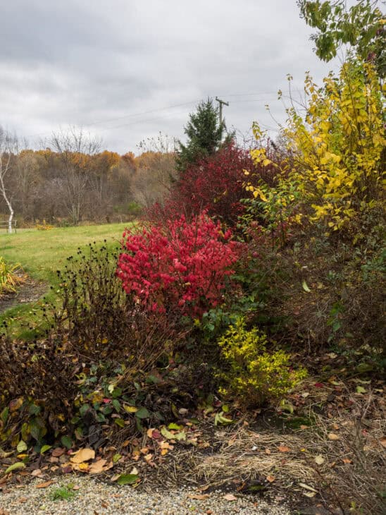 Burning Bush (Euonymus alatus)