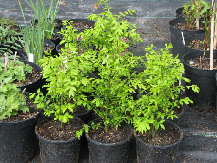 Burning Bush (Euonymus alatus)