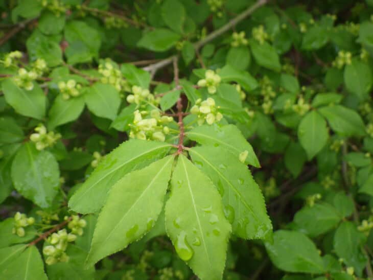 Burning Bush (Euonymus alatus)