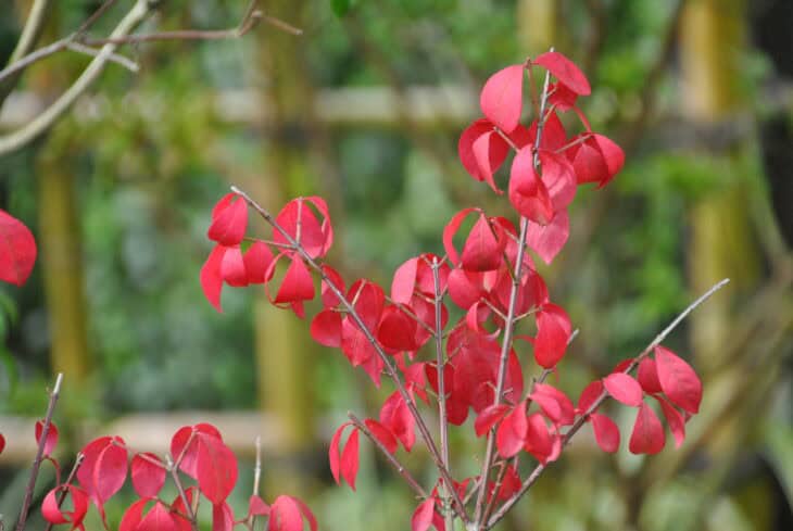 Burning Bush (Euonymus alatus)