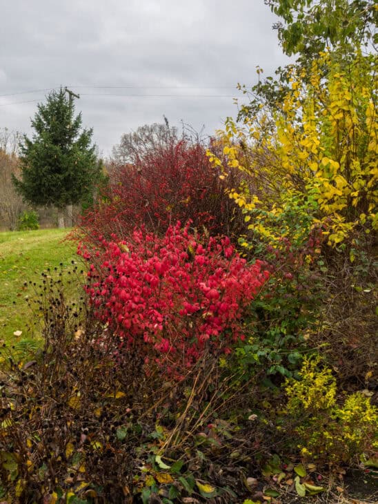 Burning Bush (Euonymus alatus)