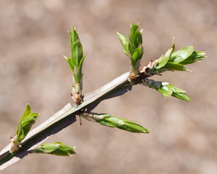 Burning Bush (Euonymus alatus)