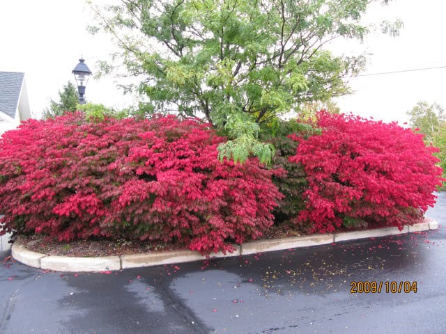 Burning Bush (Euonymus alatus)
