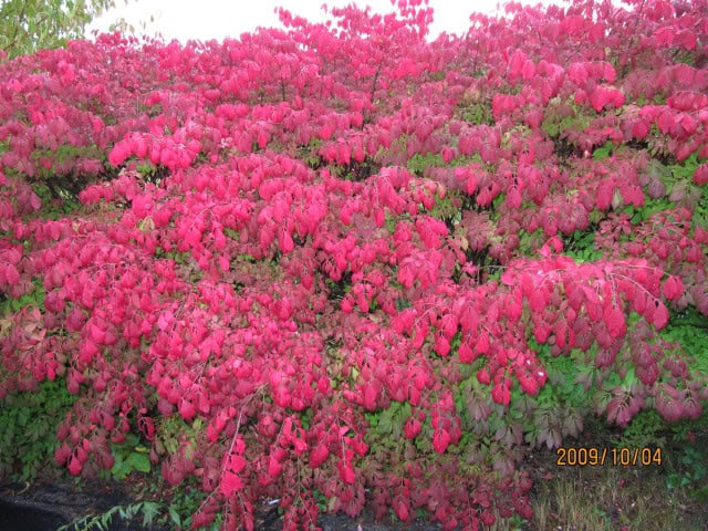 Burning Bush (Euonymus alatus)