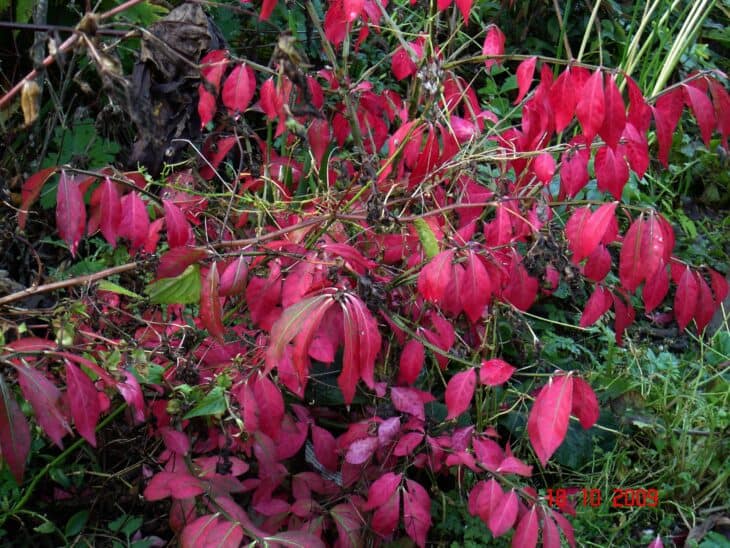 Burning Bush (Euonymus alatus)