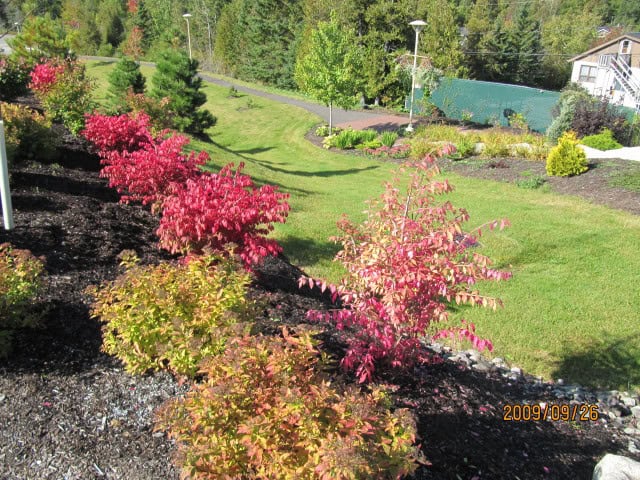 Burning Bush (Euonymus alatus)