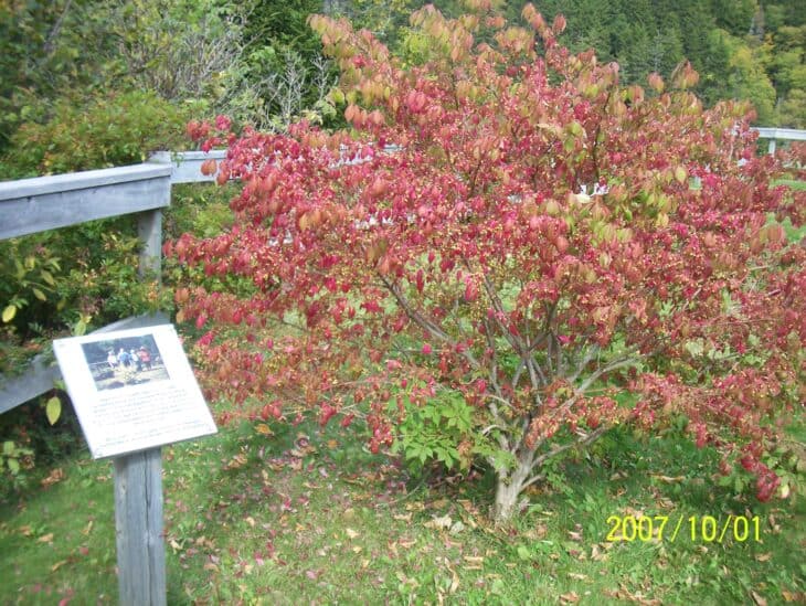 Burning Bush (Euonymus alatus)