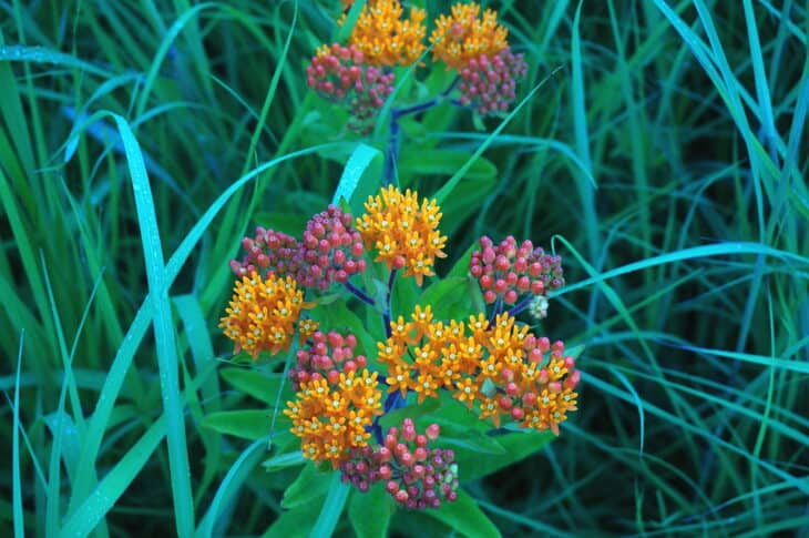 Butterfly weed (Asclepias tuberosa)