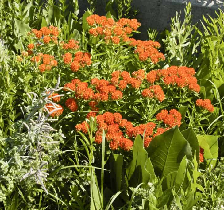 Butterfly weed (Asclepias tuberosa)