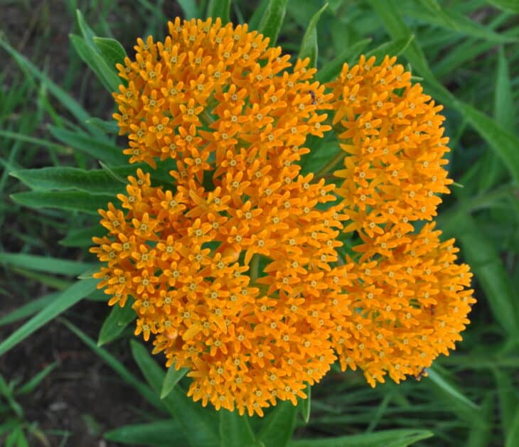 Butterfly weed (Asclepias tuberosa)