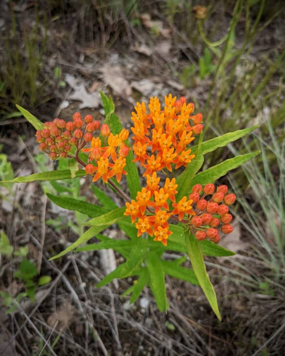 Butterfly weed (Asclepias tuberosa)