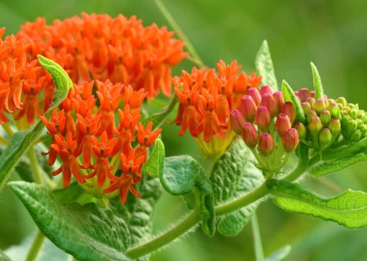 Butterfly weed (Asclepias tuberosa)