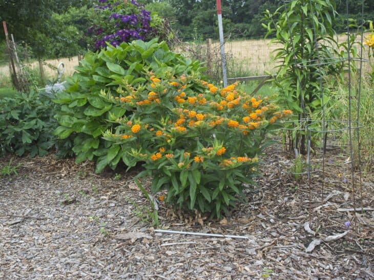 Butterfly weed (Asclepias tuberosa)