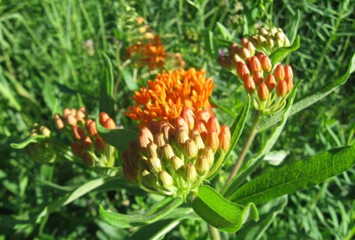 Butterfly weed (Asclepias tuberosa)