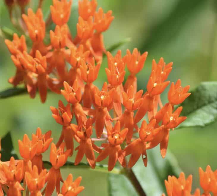 Butterfly weed (Asclepias tuberosa)