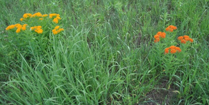 Butterfly weed (Asclepias tuberosa)