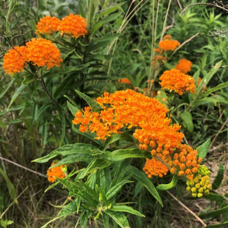 Butterfly weed (Asclepias tuberosa)