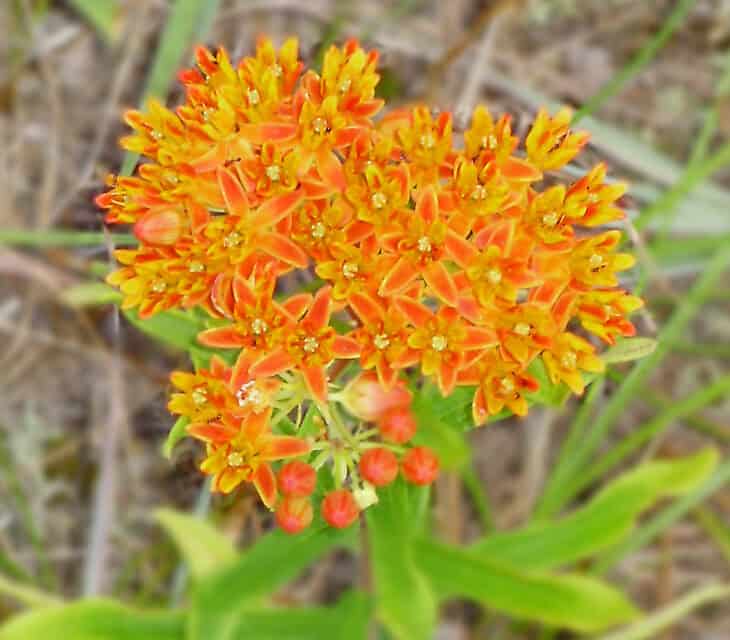 Butterfly weed (Asclepias tuberosa)