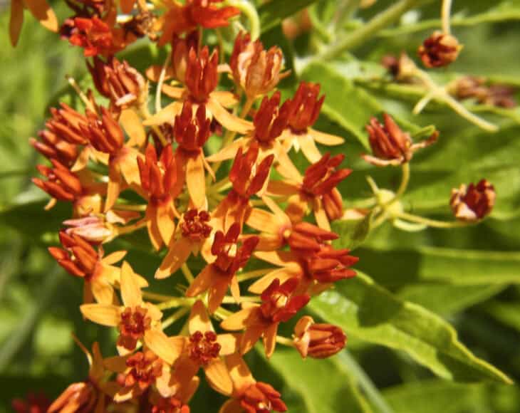 Butterfly weed (Asclepias tuberosa)