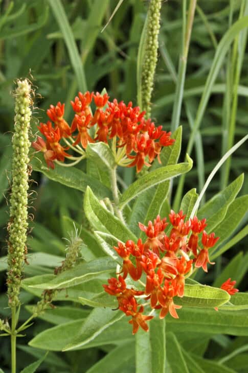 Butterfly weed (Asclepias tuberosa)