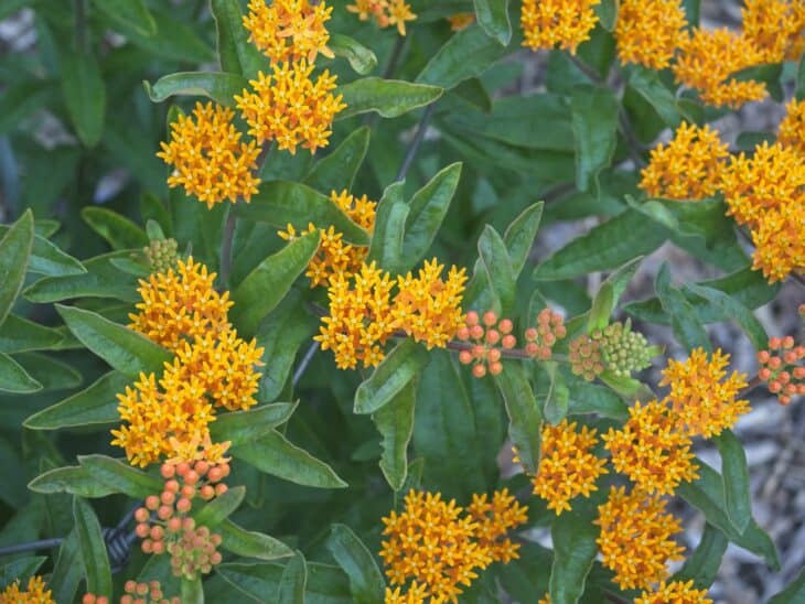 Butterfly weed (Asclepias tuberosa)