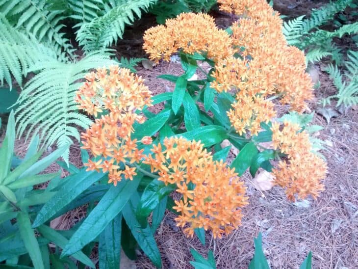 Butterfly weed (Asclepias tuberosa)