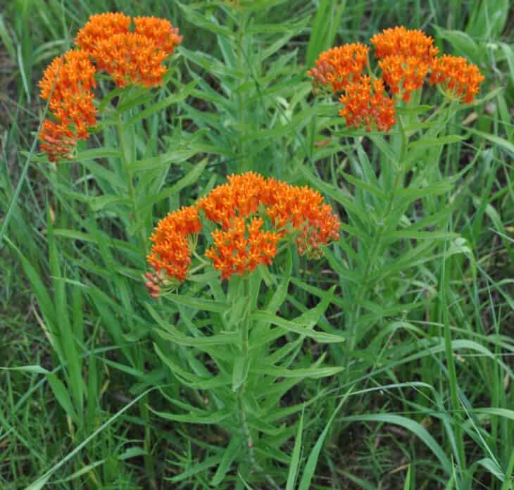 Butterfly weed (Asclepias tuberosa)