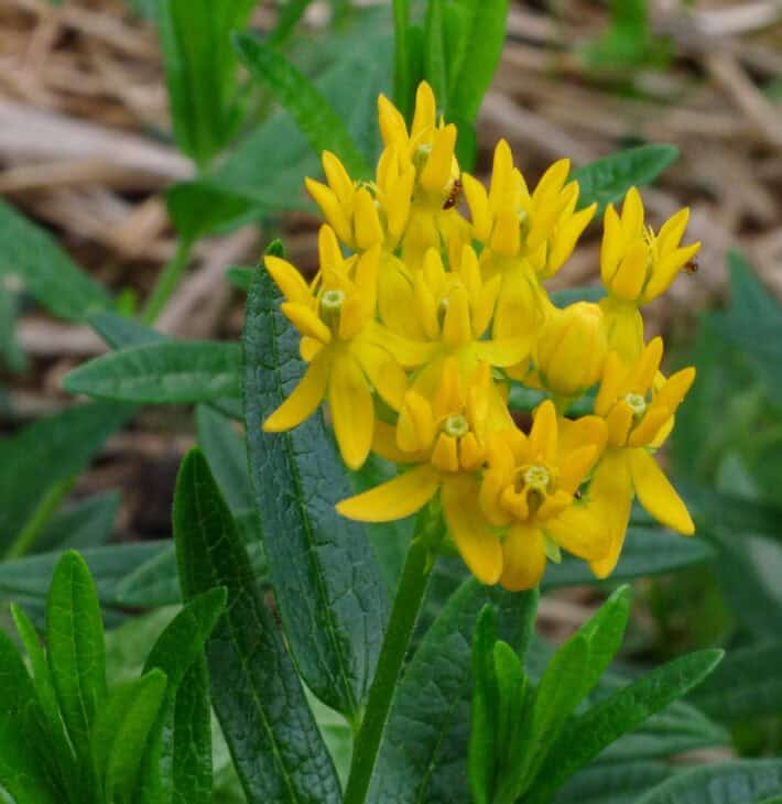 Butterfly weed (Asclepias tuberosa)