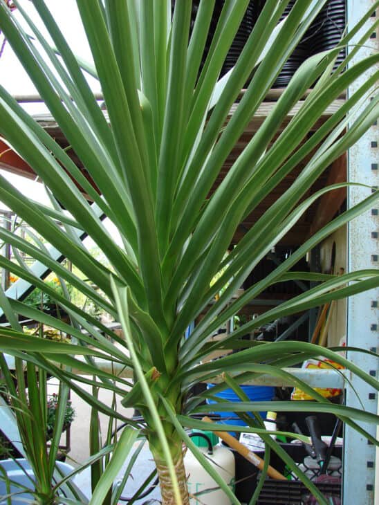 Cabbage Tree (Cordyline australis)