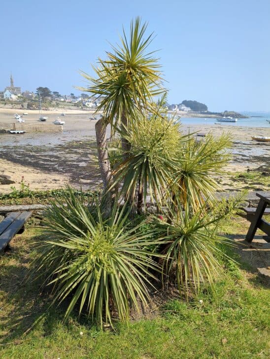 Cabbage Tree (Cordyline australis)