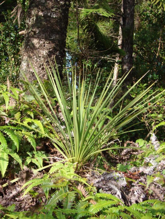 Cabbage Tree (Cordyline australis)