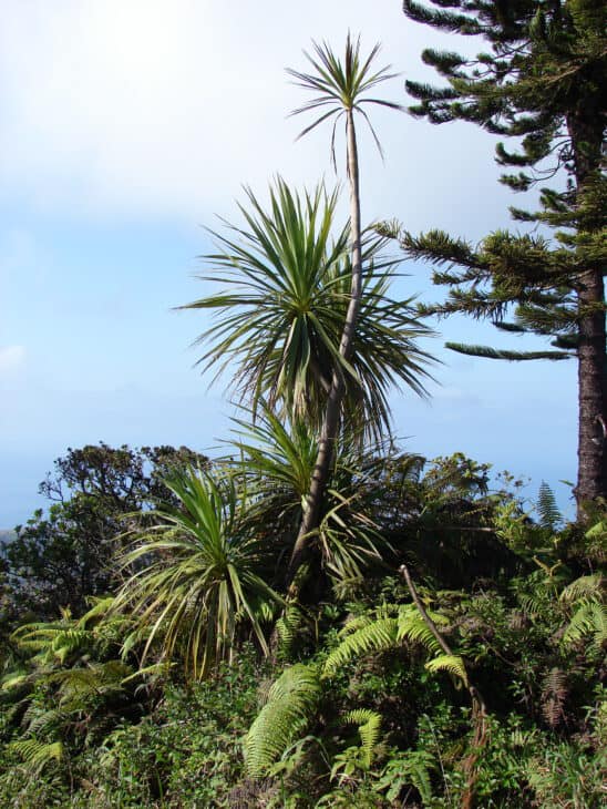 Cabbage Tree (Cordyline australis)