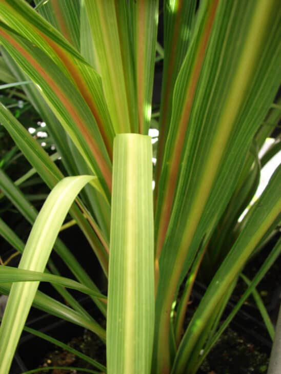 Cabbage Tree (Cordyline australis)