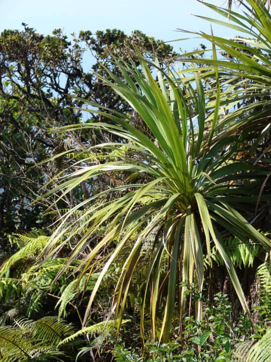 Cabbage Tree (Cordyline australis)