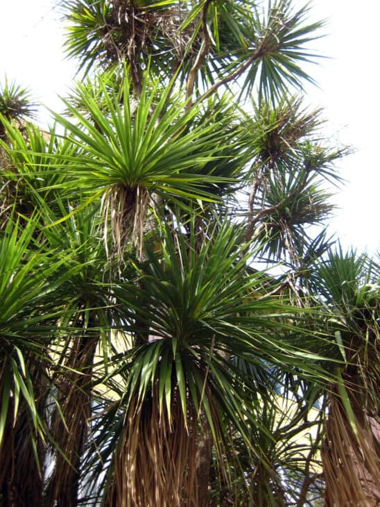 Cabbage Tree (Cordyline australis)