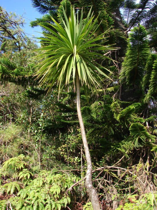 Cabbage Tree (Cordyline australis)