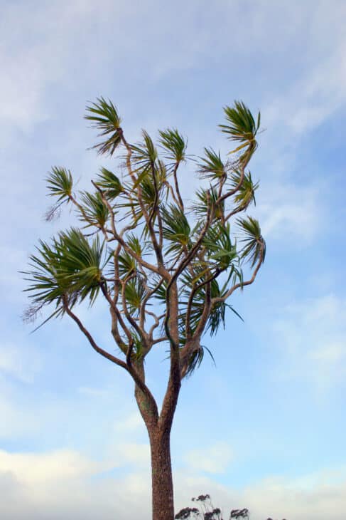 Cabbage Tree (Cordyline australis)