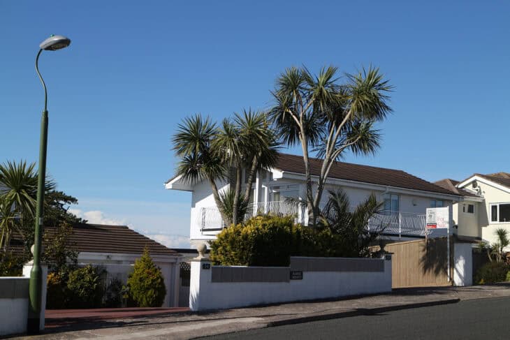 Cabbage Tree (Cordyline australis)