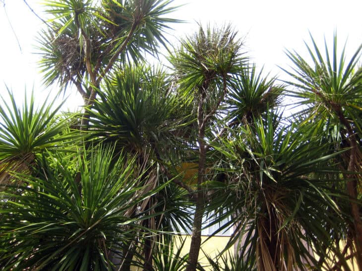 Cabbage Tree (Cordyline australis)