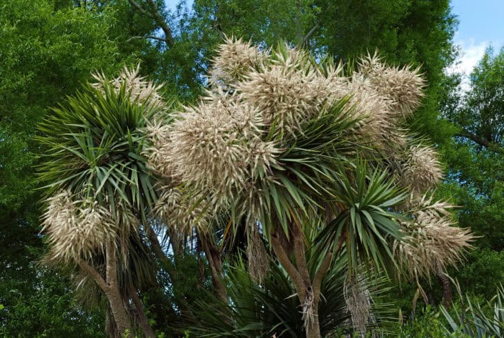 Cabbage Tree (Cordyline australis)