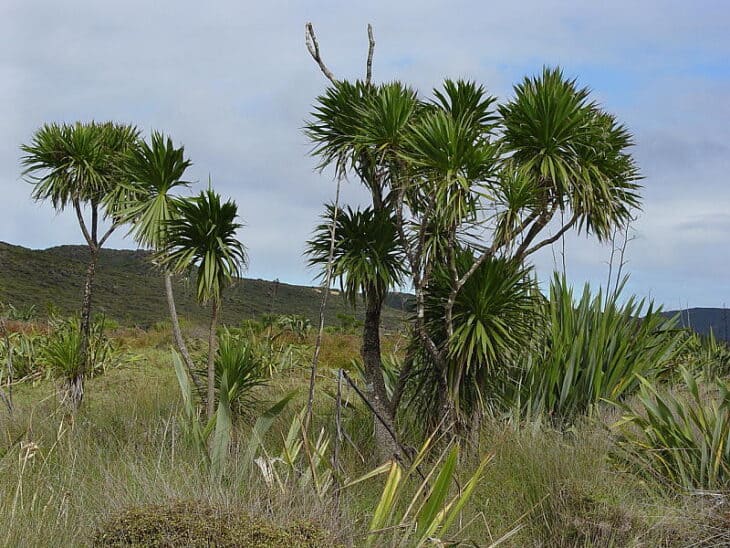 Cabbage Tree (Cordyline australis)