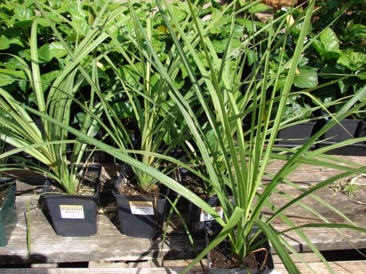 Cabbage Tree (Cordyline australis)