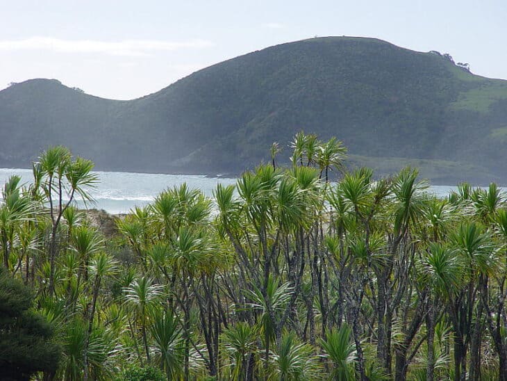Cabbage Tree (Cordyline australis)